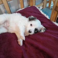 واگذار شیتزو نر ................