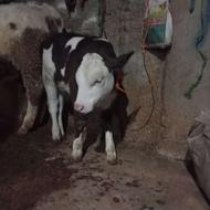 فروش گوساله