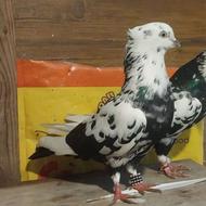 کبوتر پرشی ساعت سنگین