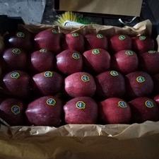 سورت سیب و بسته بندی سیب