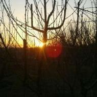 هرس کاری گل ودرخت