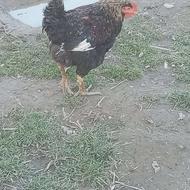 سلام 4عدد مرغ لاری فروش یامعاوزه باهر چی بجوز کبوتر