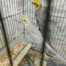 یک جفت عروس مولد کارداده