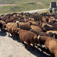 خریدار بره گوسفند بز بزغاله