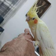 عروس هلندی لوتینو