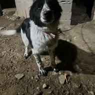 توله 6 ماهه قدرجونی واگذاری