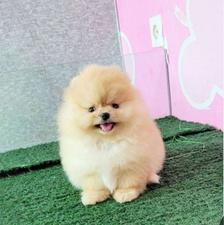 سرپرستی سگ پامرین خرسی قبول میکنم