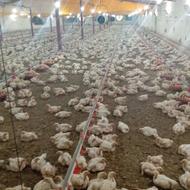 .کارگرمرغداری.هستم