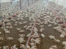 .کارگرمرغداری.هستم در شیپور