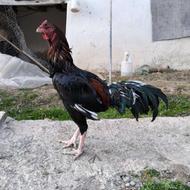 خروس لاری اصیل