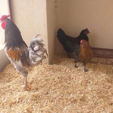 مرغ و خروس لری عشایری(مینیاتوری)