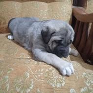 واگذاری طوله پژدر 20روزه