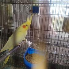 عروس هلندی نر