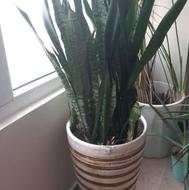 گلدان سانسوریا