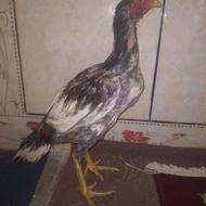 جوجه خروس سندی