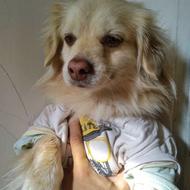 پامـــرین اپارتمانی واگذار