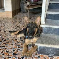 توله ژرمن 8ماهه واگذار