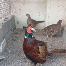 فروش انواع نژاد قرقاول