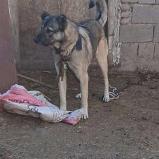 سگ جوان گله ایی واگذاری