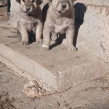 واگذاری توله سگ پژدر