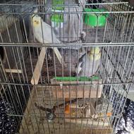 یک جفت عروس هلندی با لوازم