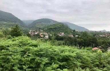 پلاک یک جنگل به معنای واقعی/شهرکی تو بافت با سند