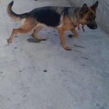 واگذاری ژرمن وپامرخرسی