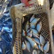 بچه ماهی کپور امور فیتیفاک و بیگهد