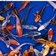 6 عدد ماهی کوی حدود 15 سانت