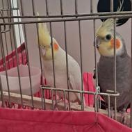 جفت عروس هلندی