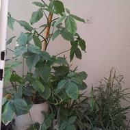 گل طبیعی آپارتمانی