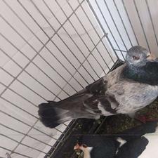 کبوتر یهودی