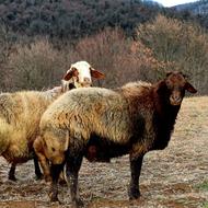 نر تخمی جوان