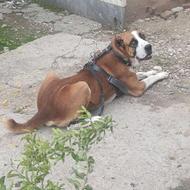 واگذاری ظالم قهرمان سگ با وجود