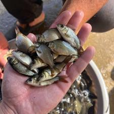 فروش ماهی های دو الی سه بندی