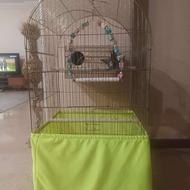 عروس هلندی جفت