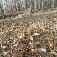 سگ پژدر اصیل