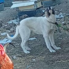 سگ سرابی دوماهه