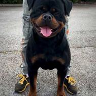 واگداری سگ روتوایلر گارد اصیل با بهترین شرایط