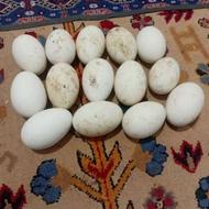 تخم نطفه دارغاز ایستیرم