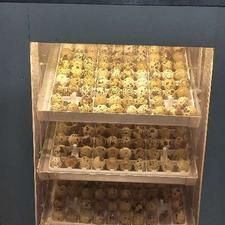 فروش تخم بلدرچین نطفه دار