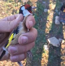 سهره جوجه قفس