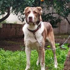 سگ نر الابای. افغان سراب پژدر خراسانی ژرمن واگذاری