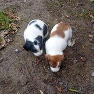 توله پاکوتاه واگذاری