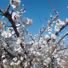 هرس بیل کود سم