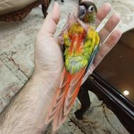 طوطی گرینچیک رام و دستی یلوساید