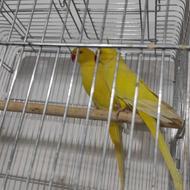 طوطی جفت‌های ملنگو آبی و زرد