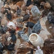 جوجه محلی سرحال