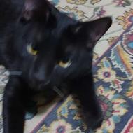 واگذاری گربه تمام مشکی