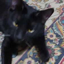 واگذاری گربه تمام مشکی